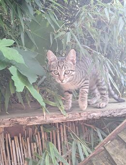 Kitten suchen ein liebevolles zu Hause - Bergneustadt