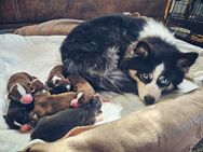 Pomsky Welpen
