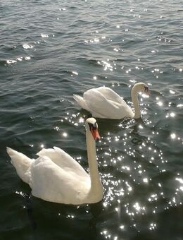 Gehorsam/schöne Momente teilen/Gefühle aufbauen - Ulm Zentrum