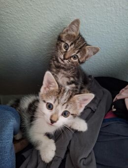 Baby Hauskatzen, Kitten, Kater und Kätzin abzugeben - Burgrieden