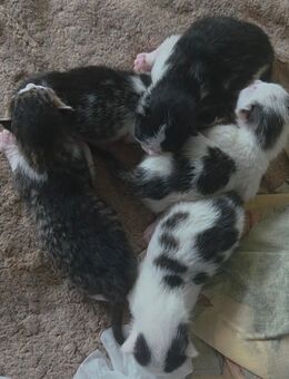 Ekh Kitten - Mosbach