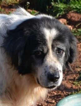 Odin trotz Alter und Blindheit Optimist - Mettmann