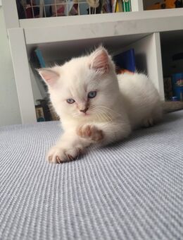 Super süße BKH Tabby Point Kitten suchen ihr Zuhause - Berlin