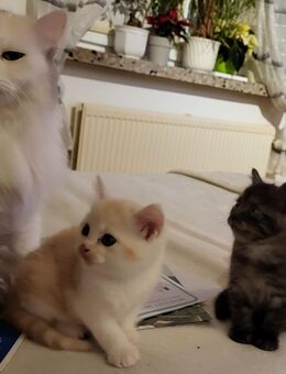 3 Kleine Mischlinge - Heilshoop