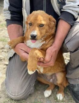 KATINKA - Hübsches Hunde-Mädchen...... - Kempen