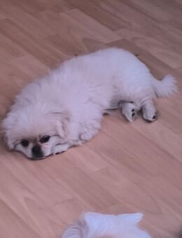 Pekinese Welpen - Neustadt (Weinstraße)
