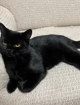 BKH Perser Mix kitten - Hückelhoven Zentrum