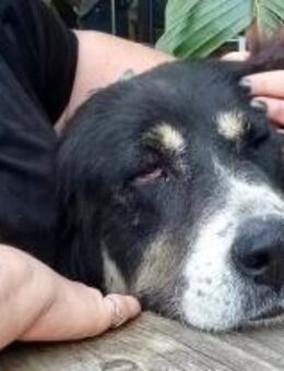 Große, gemütliche Joleen sucht... - Mettmann