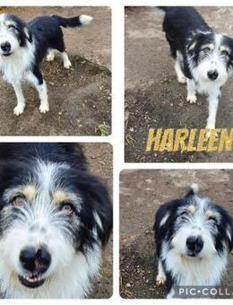 Harleen ♥ gerettet aus Tötung Slatina - Uetze