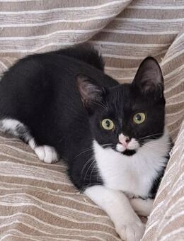 Tasha 🐾 sucht ihr Glück - Kirchheim (München)