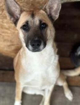 Fira träumt vom Ankommen - München