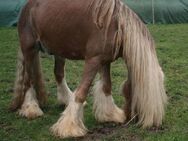 Toller Irish Cob Hengst - Calden