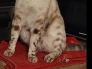 Zwei Bengal Kater abzugeben - Köln