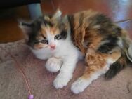 3 Süße Heilige Birma Weibl. Kitten suchen bald ain neues Zuhause - Marl (Nordrhein-Westfalen)