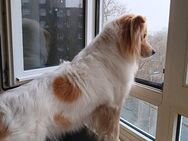 Verkaufe einen schönen Hund - Delmenhorst