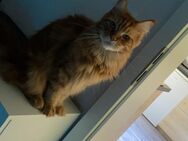 2 Maine Coon suchen neues Zuhause (kastriert) - Plettenberg Zentrum