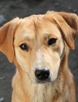 Boston, geb. ca. 07/2023, Griechenland - Euskirchen