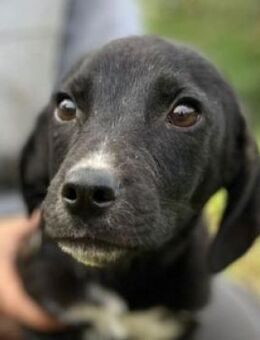 Hundebaby LAN - Gefrees