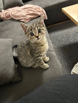 Bkh kitten - Berlin