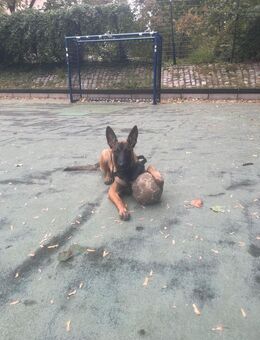 Malinois 6 monate - Berlin