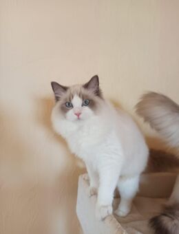 Reinrassige Ragdoll Kitten mit Stammbaum - Illerich
