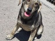 Lebensfrohe ♥Pika♥ sucht treue Menschen - Hamburg
