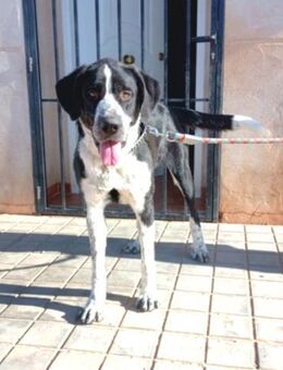 Tolle Twingo sucht erfahrenes Zuhause - Berlin