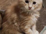 Zuckersüße Maine Coon Kitten - Berlin Reinickendorf