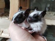 Niedliche Degu Kids: Schwarzschecken und agoutis,m/w,suchen demnächst ihren Lieblingsmensch! - Hille