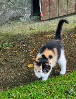 Süßes Kätzchen - Krembz