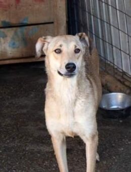 Leo, freundlich und zurückhaltend - Bonndorf (Schwarzwald)