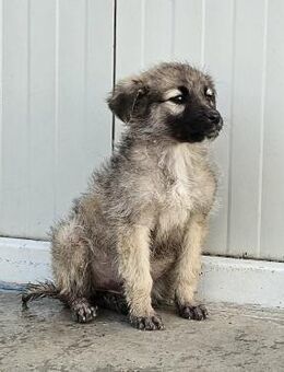 Dunja von kettenlos - Bollingstedt