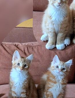 Maine Coon Kitten katze kater - Frankeneck