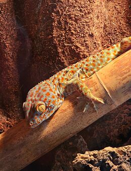 Tokeh 1.0 (Männchen) Tokay Tokee Gekko Gecko - Gladbeck