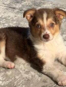 Paula - kleines süßes Hundemädchen - Velbert