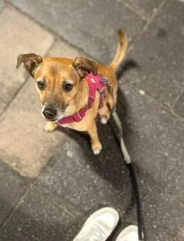 Bailey - aktiv und sensibel - Löwenberger Land