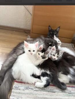 Mein Coon Kitten - Schöffengrund
