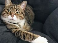 Katze 5 Jahre sucht neues Zuhause - Hamburg