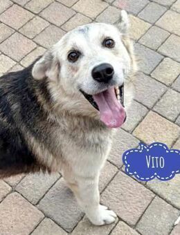 Vito eine Seele von Hund - Flörsheim-Dalsheim