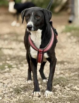 IKONiA 😍 ist ein sensibles Mädchen - Mylau