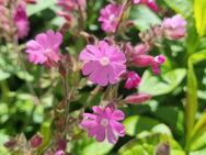 Rote Lichtnelke, Rotes Leimkraut (Silene dioica) - Horgenzell