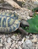 2 männliche Griechische Landschildkröten (THB) NZ 2007 in 77971