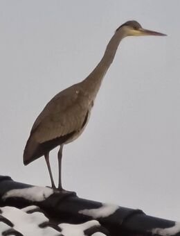 Spannendes Wohn-und Geschäftshaus - Renditeobjekt - Kapitalanlage - mit Potential in Bestlage der Insel - Norderney