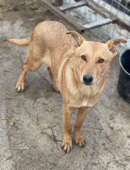 Junghund BRUNO sucht erf.Zuhause - Neuberg