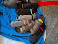 Cane Corso Welpen - Bexbach