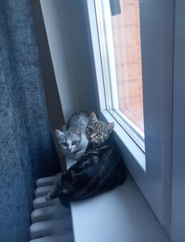 Ein Junge ein mädchen kitten - Mühlheim (Main)