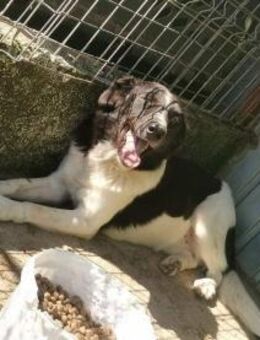 Joschi - blieb als einziger zurück - Dreikirchen