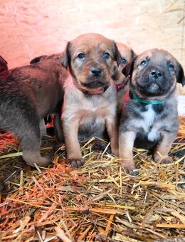 Mischlingswelpen Labrador suchen ein Zuhause - Boitzenburger Land