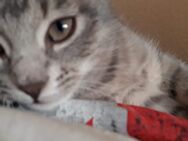Ich verkaufe zwei Katzen - Leipzig