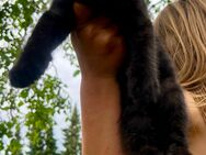 kleiner Kater Kitten Katzen Baby - Barkhagen
